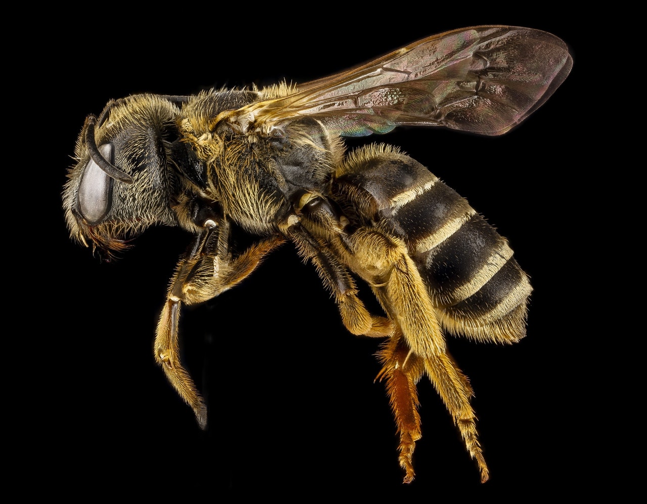 اهمية تربية النحل